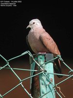 Ruddy Ground-Dove - Columbina talpacoti