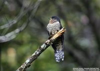 Oriental Cuckoo - Cuculus saturatus