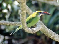 Groove-billed Toucanet - Aulacorhynchus sulcatus