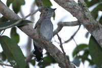 Natterer's Slaty-Antshrike - Thamnophilus stictocephalus