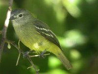 Yellow-crowned Tyrannulet - Tyrannulus elatus