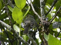 Golden-faced Tyrannulet - Zimmerius chrysops