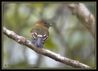 Cinnamon Flycatcher - Pyrrhomyias cinnamomea