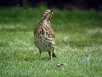 Song Thrush - Turdus philomelos