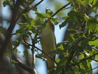 Icterine Warbler - Hippolais icterina