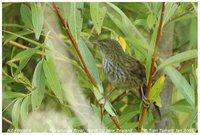 Fernbird - Megalurus punctatus