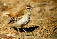 Rufous-tailed Scrub-Robin - Cercotrichas galactotes