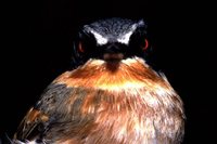 Short-tailed Batis - Batis mixta