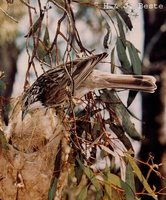 Striped Honeyeater - Plectorhyncha lanceolata