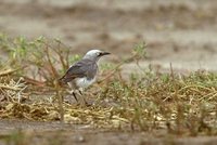 Fischer's Starling - Spreo fischeri