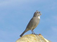 White-throated Canary - Serinus albogularis