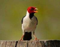 * Red Capped Cardinal