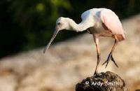 Roseate Spoonbill