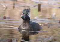 White-tufted Grebe