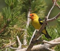 Western Tanager