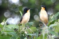 Black-capped  donacobius   -   Donacobius  atricapillus   -