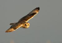 Short-eared Owl