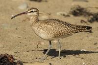 Whimbrel