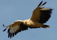 Palmgeier/Palm-nut vulture (Gypohierax angolensis)