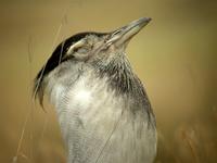 Kori Bustard (Koritrapp) - Ardeotis kori