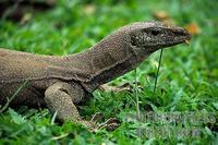 Monitor Lizard at Taman Negara National Park Malaysia stock photo