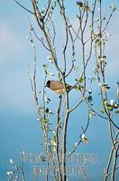 ...Pycnonotus xanthopygos , Israel Yellow vented Bulbul AKA White Spectacled Bulbul , This bird is 