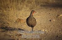 Swainsons spurfowl , Pternistes swainsonii , Hwange National Park , Zimbabwe stock photo