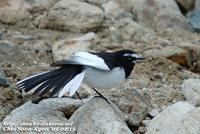 Fig. 15. Japanese Wagtail : 검은등할미새