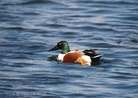 넓적부리 Shoveler Anas clypeata