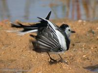 White Faced Pied Wagtail Motacilla alba leucopsis 알락할미새