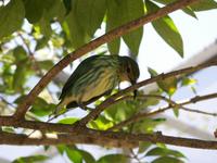 Purple Honeycreeper