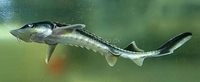 Green Sturgeon / Gold Sturgeon Acipenser medirostris