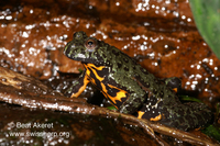 : Bombina orientalis; Oriental Fire-bellied Toad