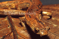 : Bolitoglossa colonnea