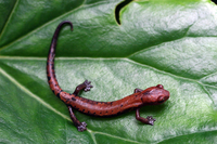 : Bolitoglossa conanti