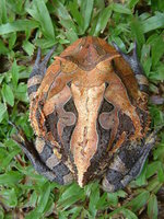 : Ceratophrys cornuta; Surinam Horned Frog