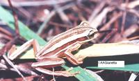 : Hypsiboas polytaenius