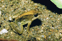 : Phrynobatrachus acridoides; Lowland Puddle Frog