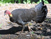 : Alectura lathami; Australian Scrub Turkey