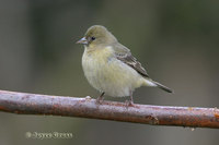 : Carduelis psaltria; Lesser Goldfinch