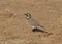 : Eremophila alpestris; Horned Lark