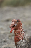 : Macronectes Giganteus; Southern Giant Petrel