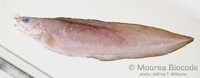 : Brotula multibarbata