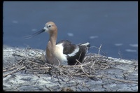 : Recurvirostra americana; American Avocet