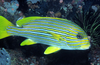 : Plectorhinchus polytaenia; Ribboned Sweetlips