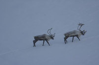 : Rangifer tarandus; Caribou