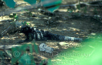 : Ctenosaura oedirhina; Roatan Spiny-tailed Iguana