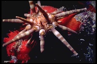 : Eucidaris tribuloides; Slate Pencil Urchin