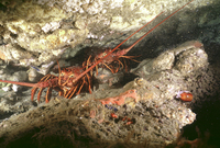 : Panulirus interruptus; California Spiny Lobsters