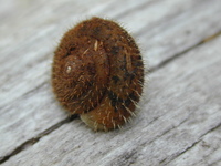 : Vespericola karokorum; Karuk Snail